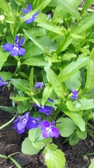 Lobelia erinus