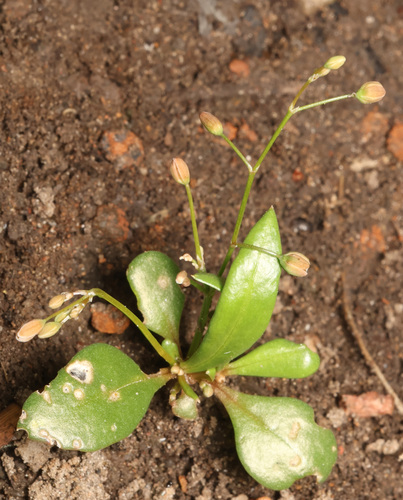 Trigastrotheca pentaphylla observed 2026-06-27