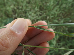 Hordeum murinum