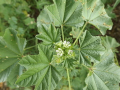 Malva parviflora