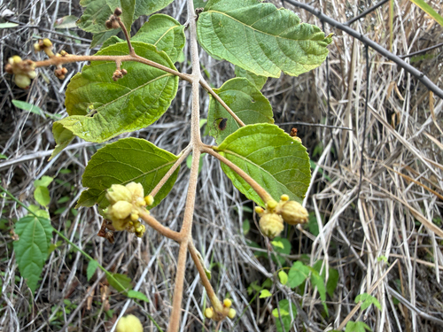 Varronia polycephala observed 2026-06-29
