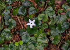 (c) portioid, some rights reserved (CC BY) Geophila herbacea, photograph (c) portioid, some rights reserved (CC BY)