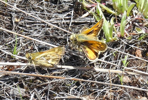 iNaturalist observation photo of Sandhill Skipper