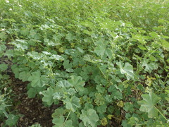 Malva parviflora