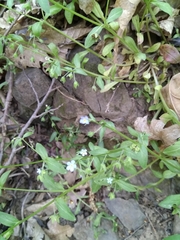 Memoremea scorpioides