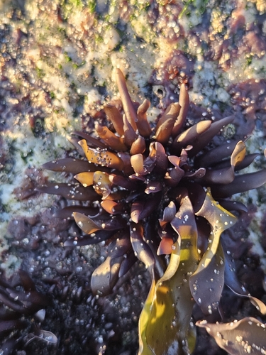 Mazzaella laminarioides observed 2026-06-28
