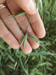 Avena fatua