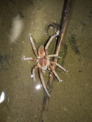 Ancylometes concolor