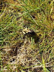 Bombus impatiens