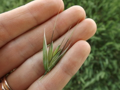 Avena fatua