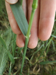 Avena fatua