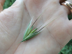 Avena fatua