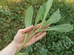 Lactuca serriola