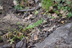 Cruciata glabra