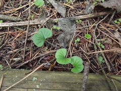 Dichondra repens