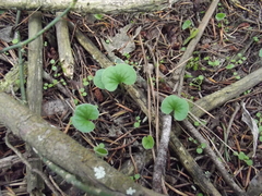 Dichondra repens
