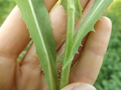 Lactuca serriola