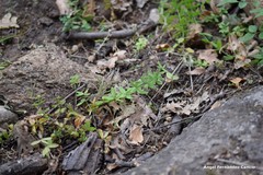 Cruciata glabra