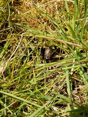 Bombus impatiens