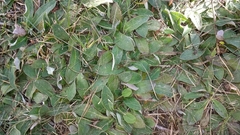 Pilosella officinarum