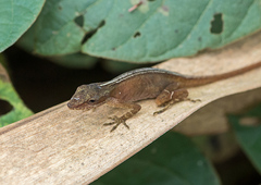 Anolis tropidolepis