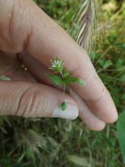 Stellaria media