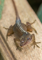Anolis tropidolepis