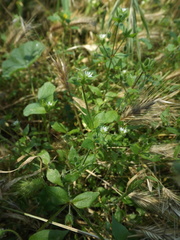 Stellaria media