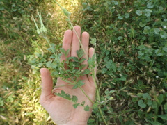 Erodium moschatum