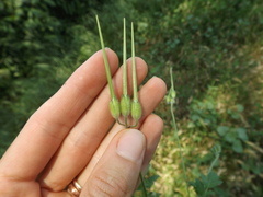 Erodium moschatum