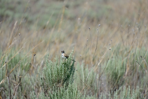 Lark Sparrow
