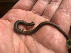 Batrachoseps gregarius