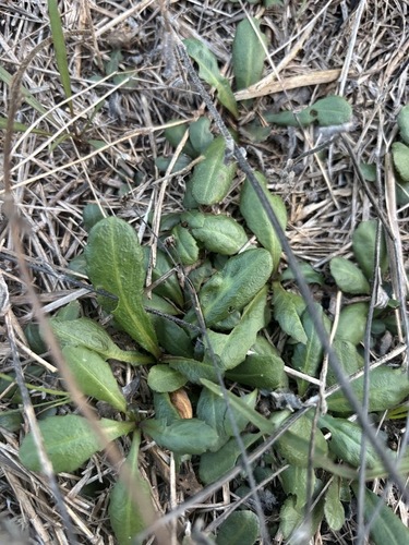 Erigeron quercifolius, photograph 6