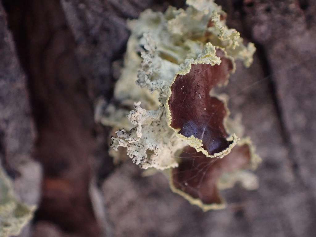 Pallid Candlewax Lichen