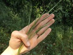 Bromus diandrus