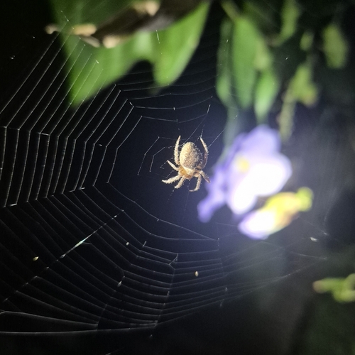 Eriophora edax