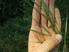 Bromus diandrus
