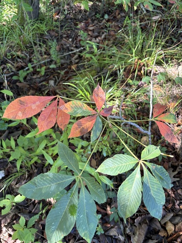 Aesculus sylvatica, photograph 3