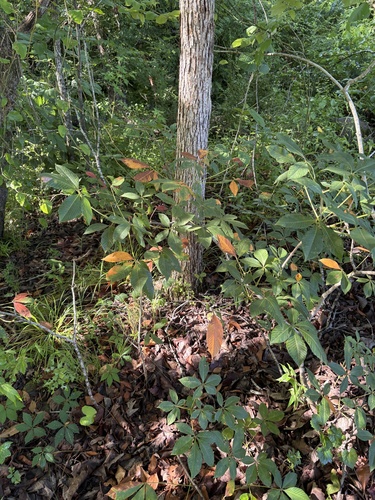 Aesculus sylvatica, photograph 4