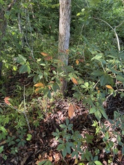 Aesculus sylvatica, photograph author not stated, no rights reserved
