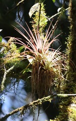 Lemeltonia monadelpha