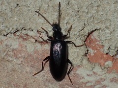 Statira