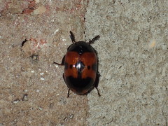 Diaperis nigronotata