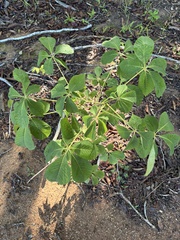 Aesculus sylvatica, photograph author not stated, no rights reserved