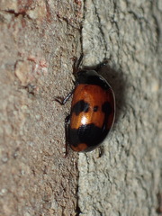 Diaperis nigronotata