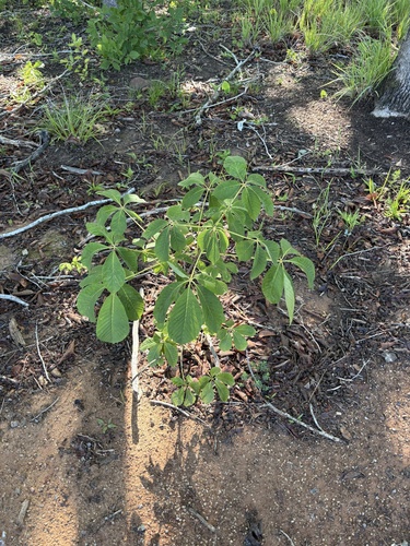 Aesculus sylvatica, photograph 2