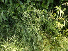 Bromus diandrus