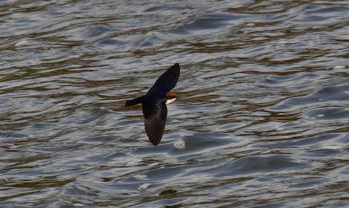 Wire-tailed Swallow
