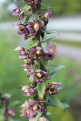 Epipactis helleborine tremolsii