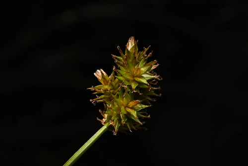Carex pachystachya, photograph 5